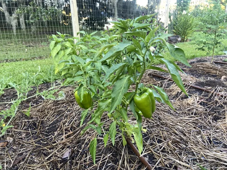 Capsicum annuum Charleston Belle Brookgreen